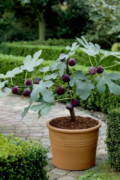 Texas Everbearing Fig Tree