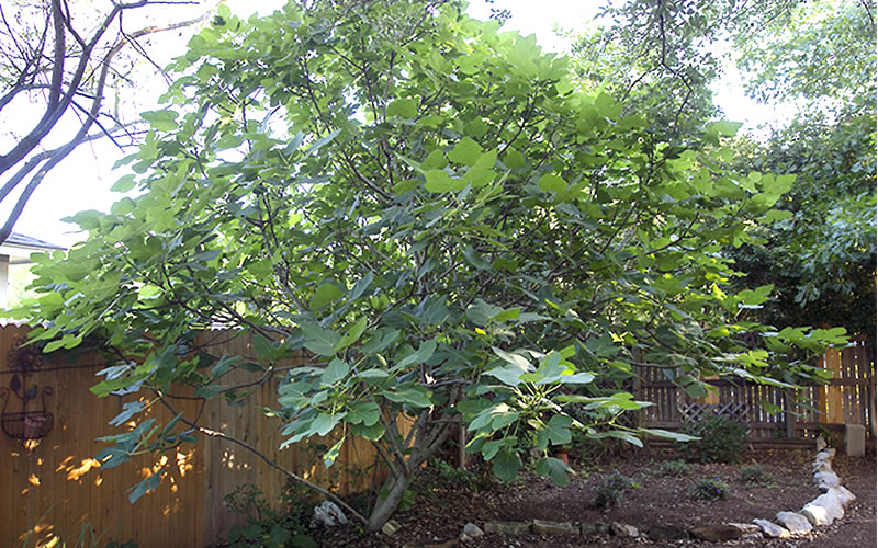 Texas Everbearing Fig Tree