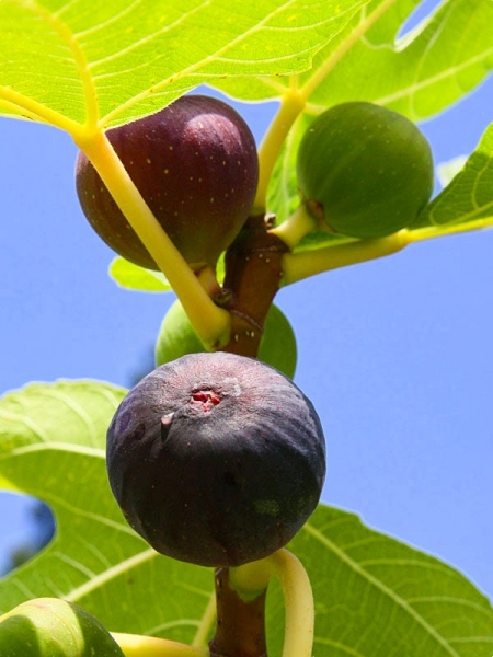 Texas Everbearing Fig Tree