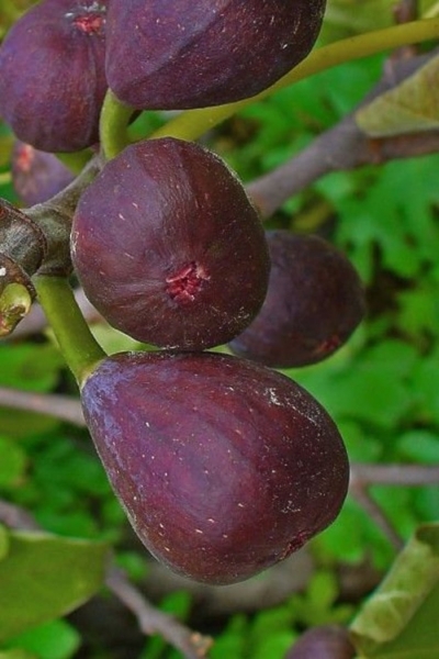 Texas Everbearing Fig Tree