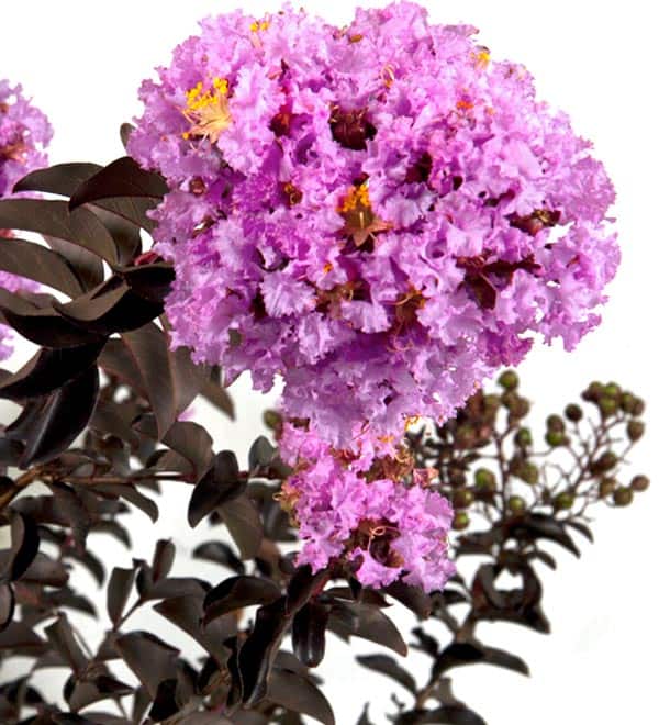 Delta Eclipse Crape Myrtle
