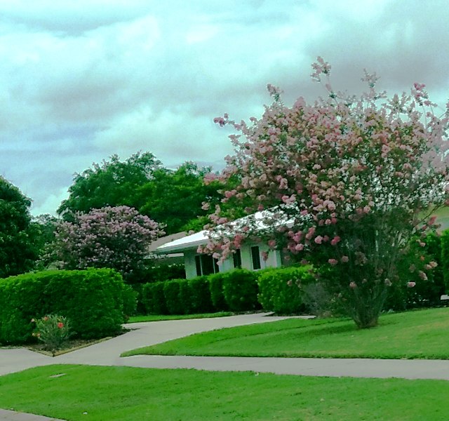 Delta Eclipse Crape Myrtle