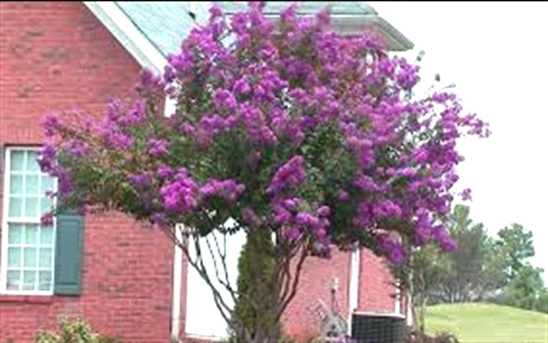 Delta Eclipse Crape Myrtle