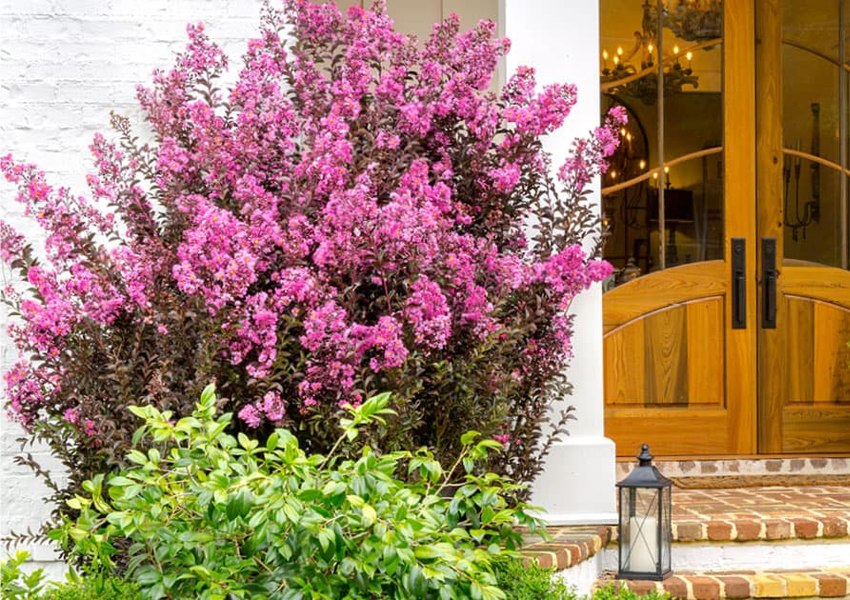 Delta Eclipse Crape Myrtle