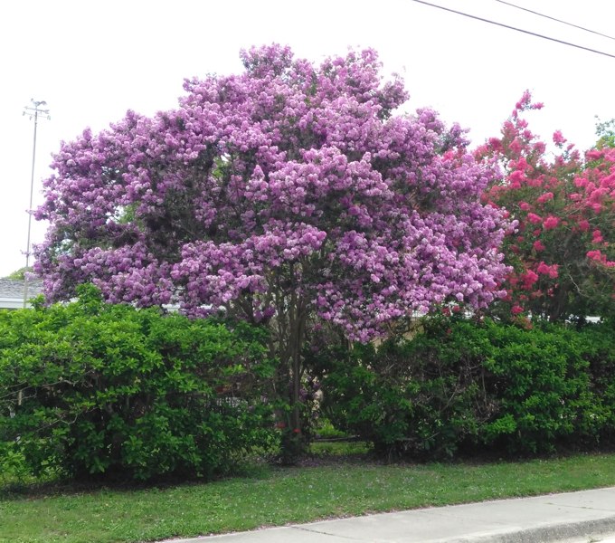 Delta Eclipse Crape Myrtle