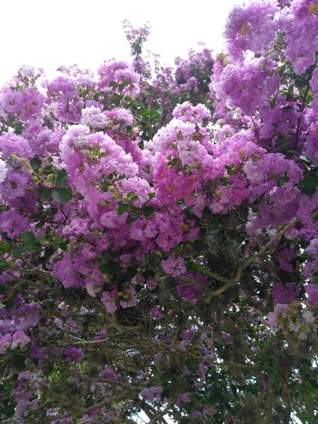 Delta Eclipse Crape Myrtle