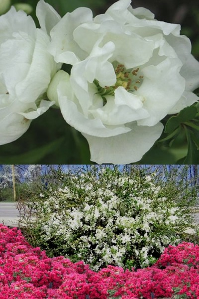 O Yashima Double Flowering White Quince