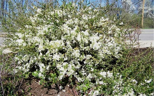 O Yashima Double Flowering White Quince