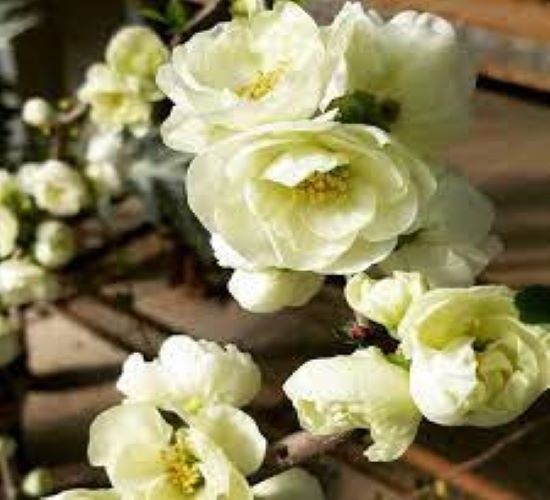 O Yashima Double Flowering White Quince