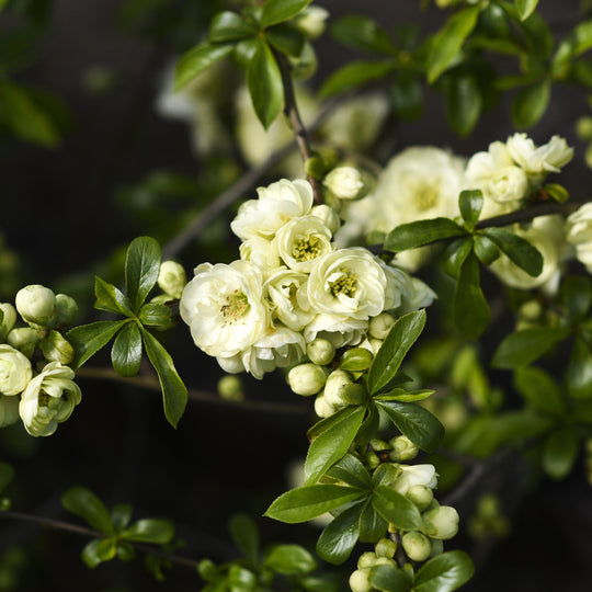 O Yashima Double Flowering White Quince