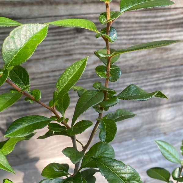 O Yashima Double Flowering White Quince