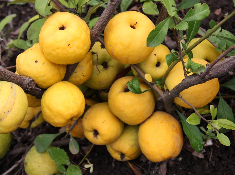 O Yashima Double Flowering White Quince