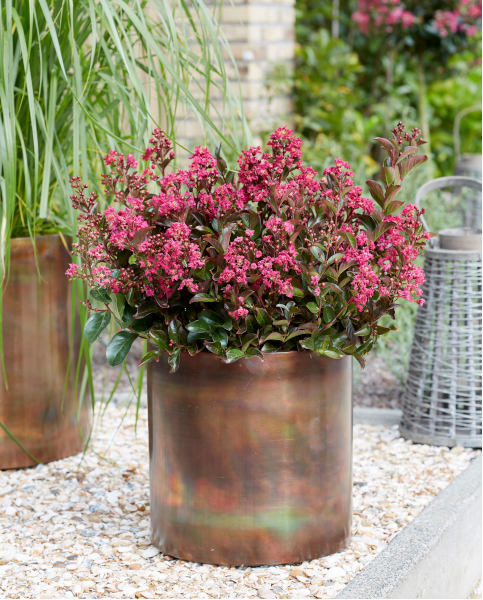 Berry Dazzle Dwarf Crape Myrtle