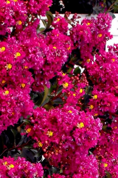 Berry Dazzle Dwarf Crape Myrtle