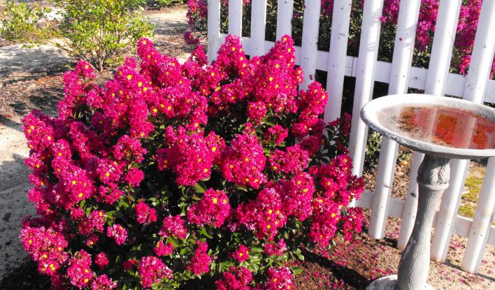 Berry Dazzle Dwarf Crape Myrtle