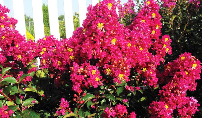 Berry Dazzle Dwarf Crape Myrtle