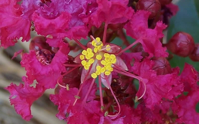 Berry Dazzle Dwarf Crape Myrtle