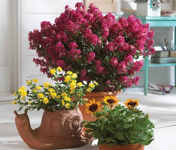 Berry Dazzle Dwarf Crape Myrtle