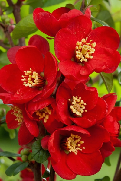 Crimson and Gold Red Flowering Quince