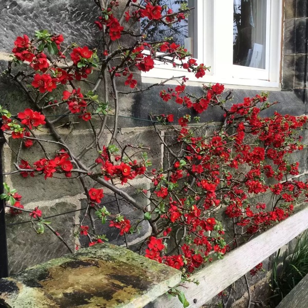 Crimson and Gold Red Flowering Quince