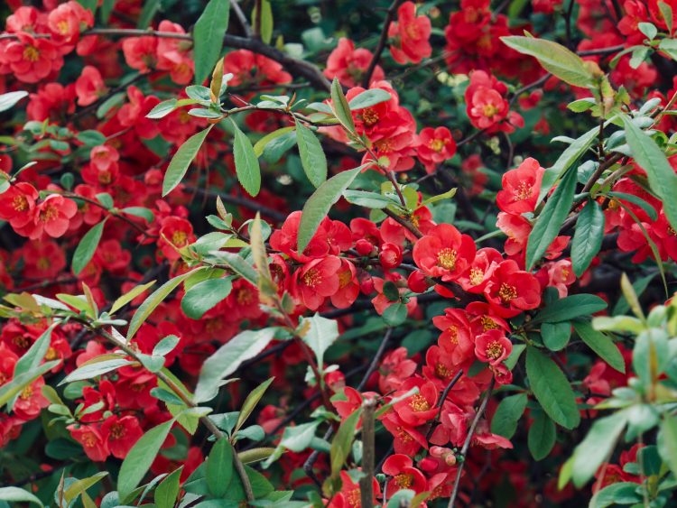 Crimson and Gold Red Flowering Quince
