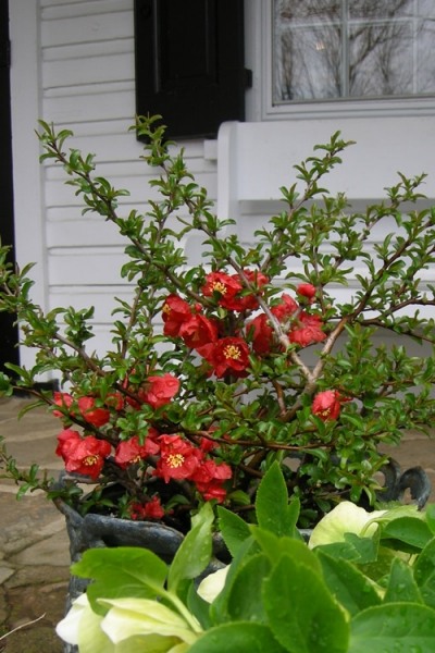 Crimson and Gold Red Flowering Quince
