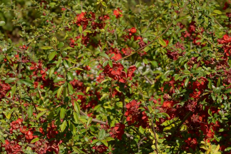 Crimson and Gold Red Flowering Quince