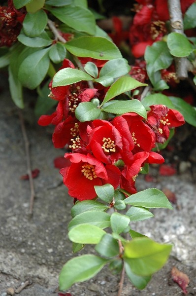 Crimson and Gold Red Flowering Quince