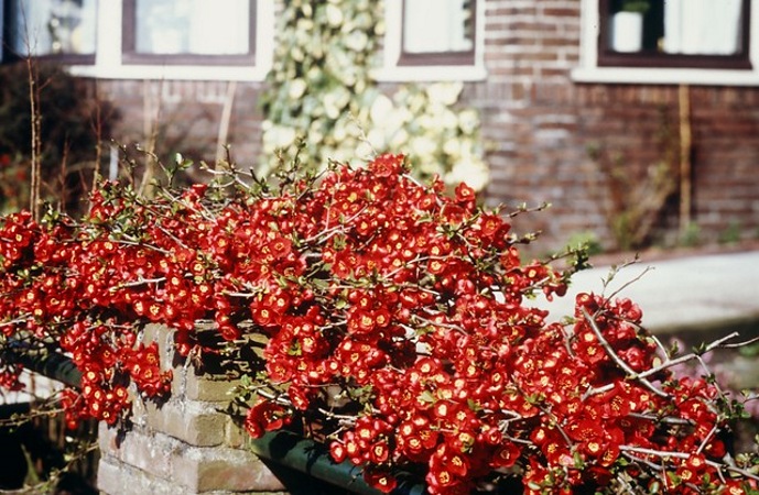 Crimson and Gold Red Flowering Quince