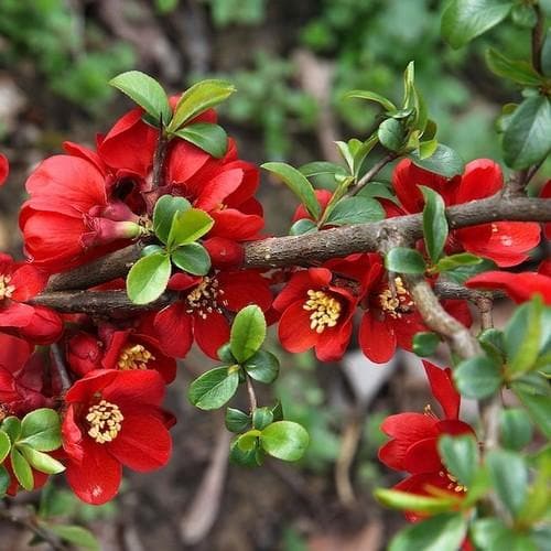 Crimson and Gold Red Flowering Quince