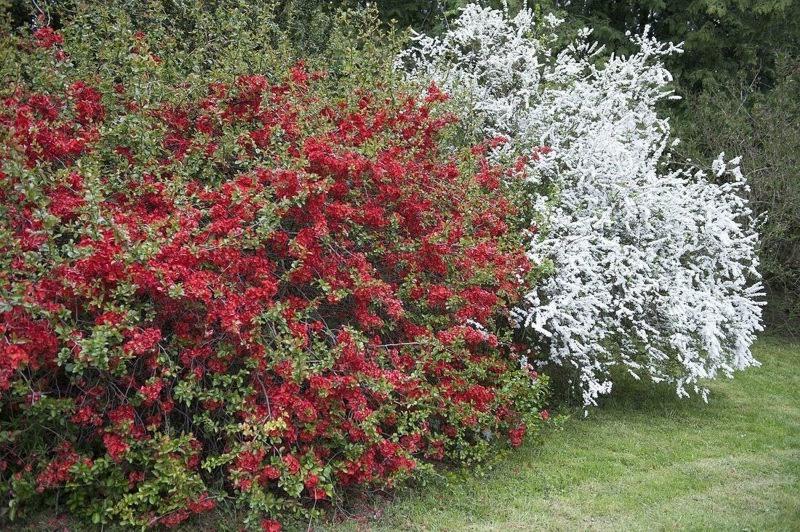Crimson and Gold Red Flowering Quince