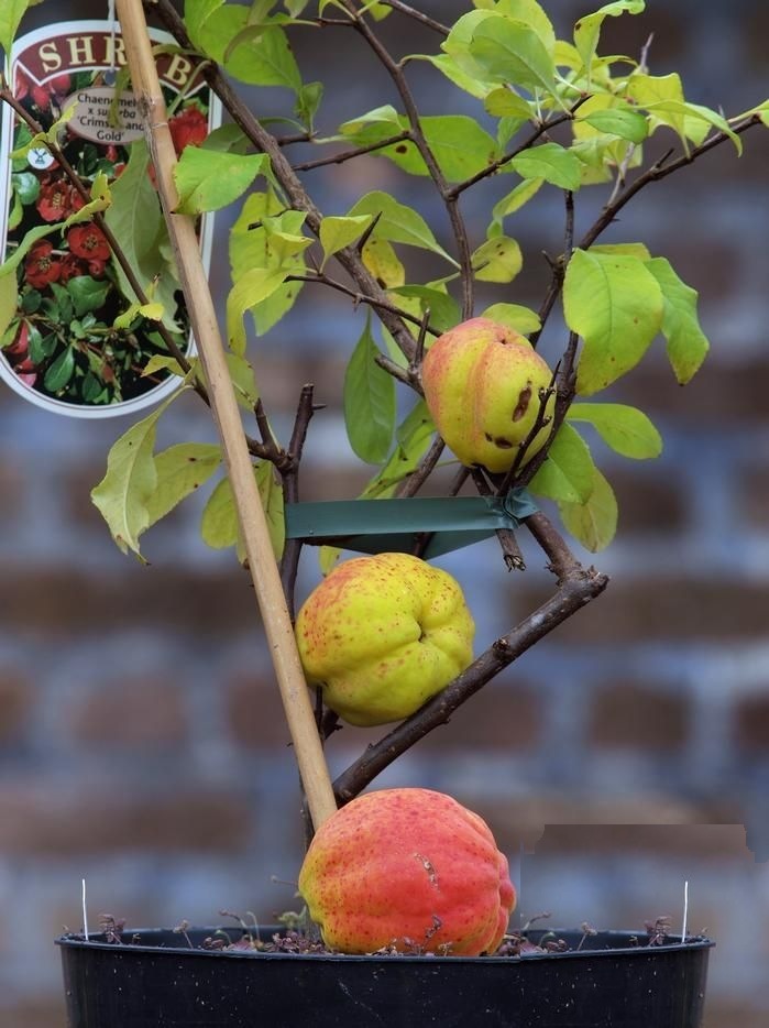Crimson and Gold Red Flowering Quince