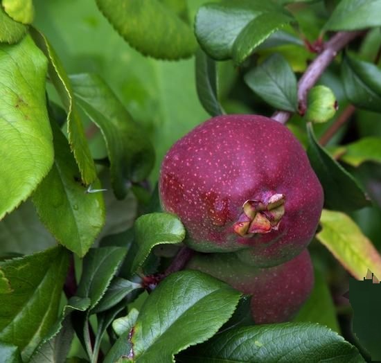 Crimson and Gold Red Flowering Quince