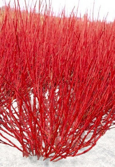 Red Gnome Red Twig Dogwood