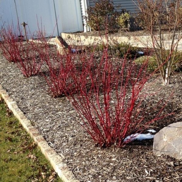 Red Gnome Red Twig Dogwood