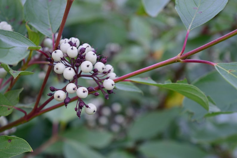 Red Gnome Red Twig Dogwood