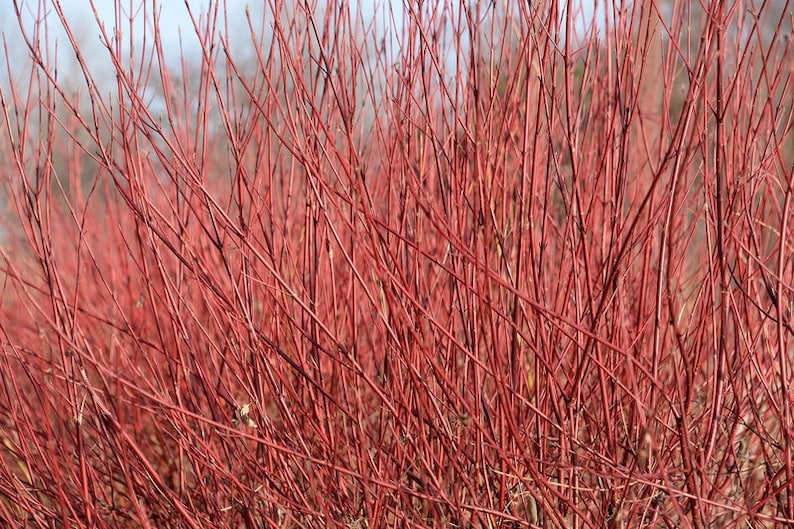 Red Gnome Red Twig Dogwood