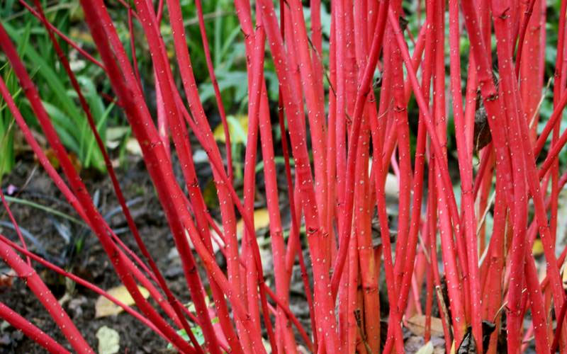 Red Gnome Red Twig Dogwood