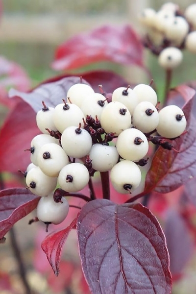 Red Gnome Red Twig Dogwood