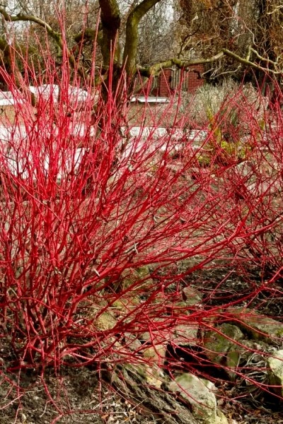Red Gnome Red Twig Dogwood