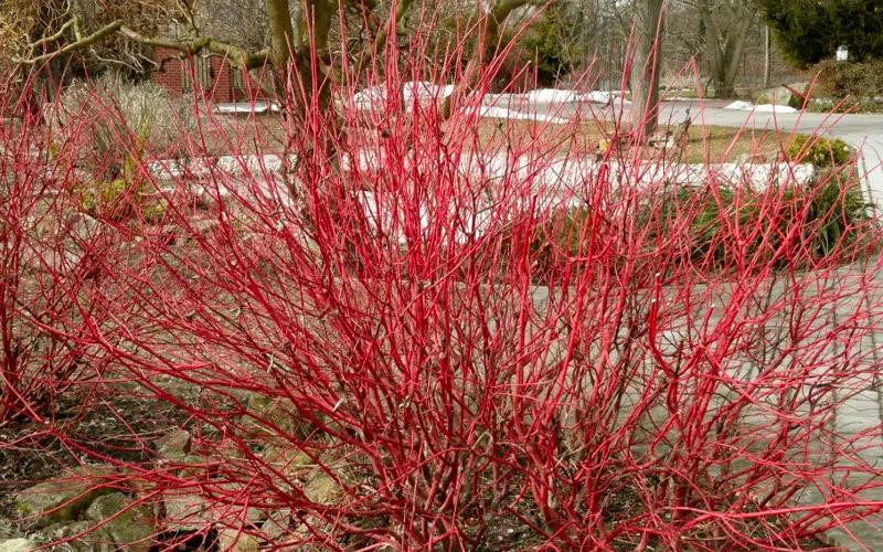 Red Gnome Red Twig Dogwood