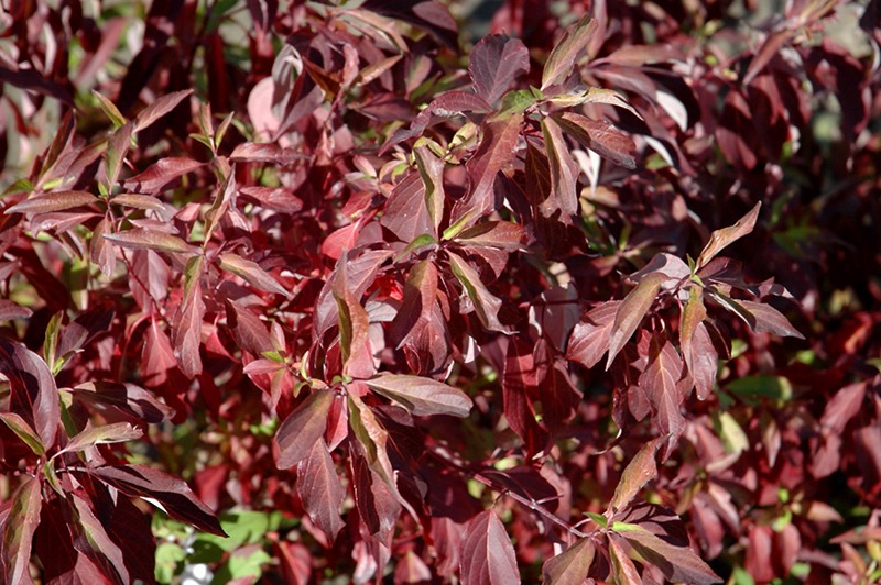 Red Gnome Red Twig Dogwood