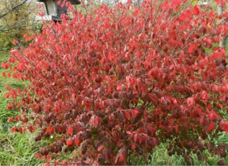 Red Gnome Red Twig Dogwood