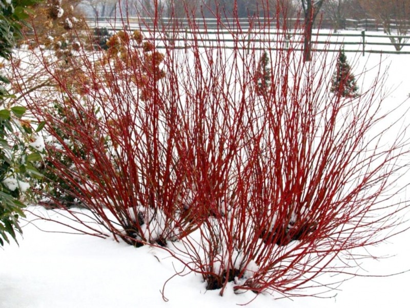 Red Gnome Red Twig Dogwood