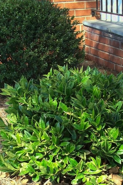 Carissa Chinese Holly