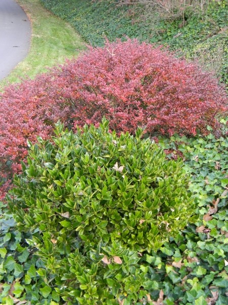 Carissa Chinese Holly