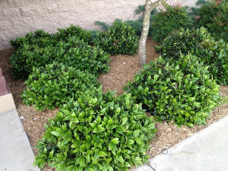 Carissa Chinese Holly
