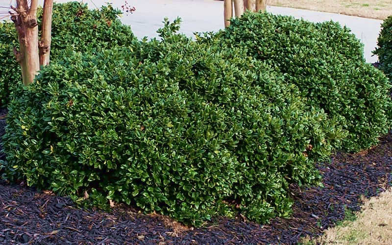Carissa Chinese Holly