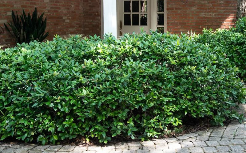 Carissa Chinese Holly