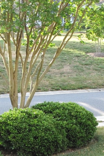 Carissa Chinese Holly